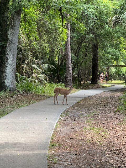 A deer in our trail pathway.